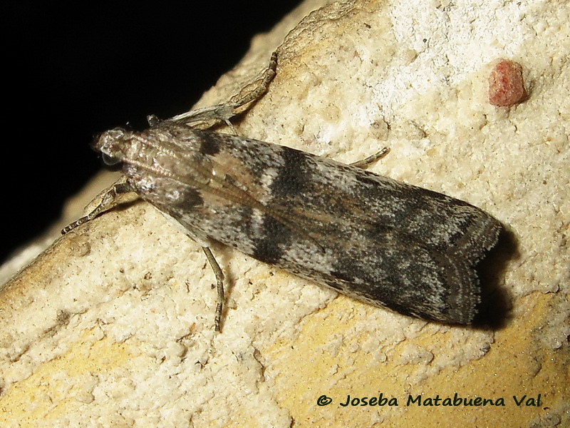 Ephestia welseriella - Pyralidae